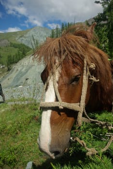Horse among green grass in nature. Brown horse. Grazing horses in the village.