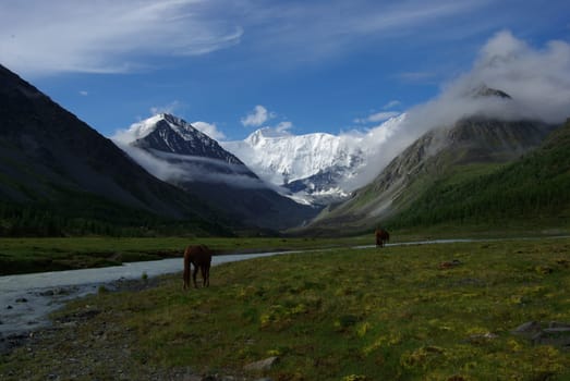 Horse among green grass in nature. Brown horse. Grazing horses in the village.