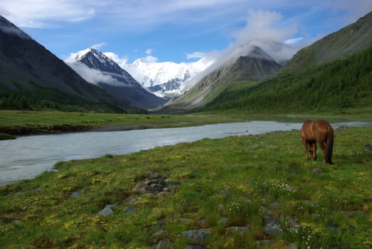Horse among green grass in nature. Brown horse. Grazing horses in the village.