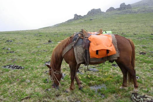 Horse among green grass in nature. Brown horse. Grazing horses in the village.