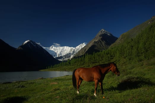 Horse among green grass in nature. Brown horse. Grazing horses in the village.