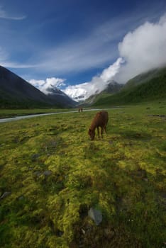 Horse among green grass in nature. Brown horse. Grazing horses in the village.