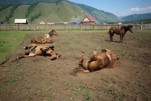 Horse among green grass in nature. Brown horse. Grazing horses in the village.