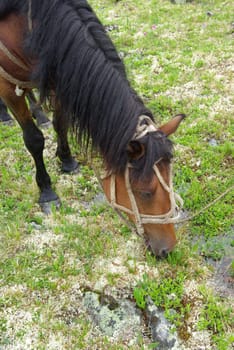 Horse among green grass in nature. Brown horse. Grazing horses in the village.