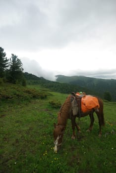 Horse among green grass in nature. Brown horse. Grazing horses in the village.