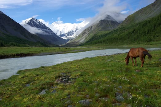 Horse among green grass in nature. Brown horse. Grazing horses in the village.