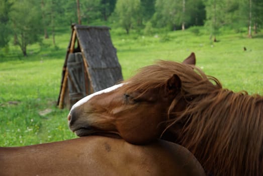 Horse among green grass in nature. Brown horse. Grazing horses in the village.