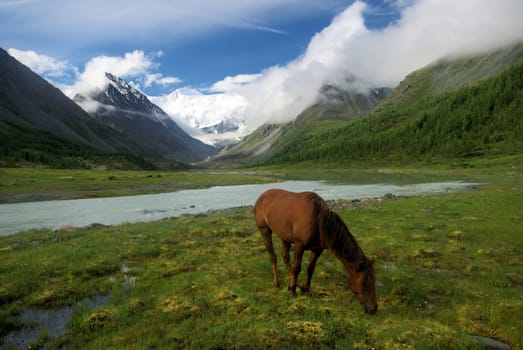 Horse among green grass in nature. Brown horse. Grazing horses in the village.