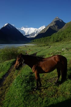 Horse among green grass in nature. Brown horse. Grazing horses in the village.