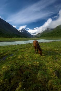 Horse among green grass in nature. Brown horse. Grazing horses in the village.