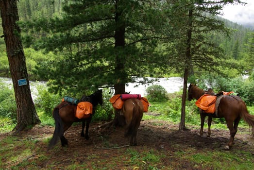 Horse among green grass in nature. Brown horse. Grazing horses in the village.