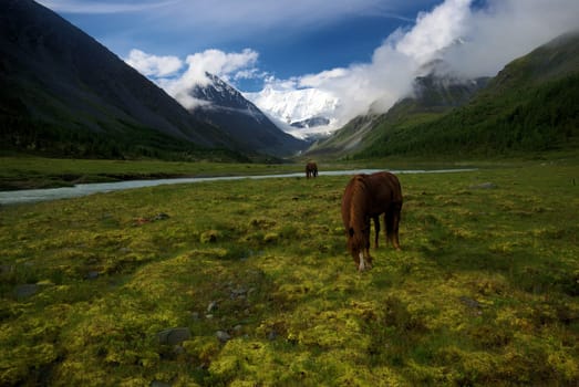 Horse among green grass in nature. Brown horse. Grazing horses in the village.