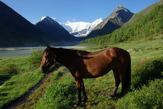 Horse among green grass in nature. Brown horse. Grazing horses in the village.