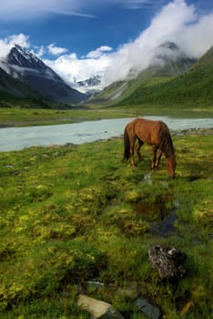 Horse among green grass in nature. Brown horse. Grazing horses in the village.