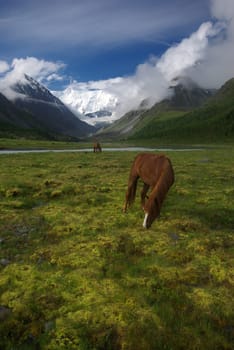 Horse among green grass in nature. Brown horse. Grazing horses in the village.