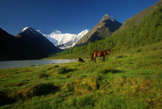 Horse among green grass in nature. Brown horse. Grazing horses in the village.