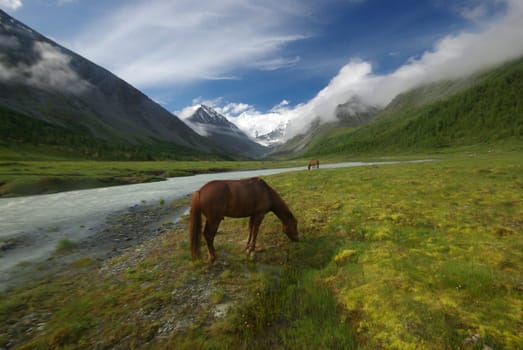 Horse among green grass in nature. Brown horse. Grazing horses in the village.