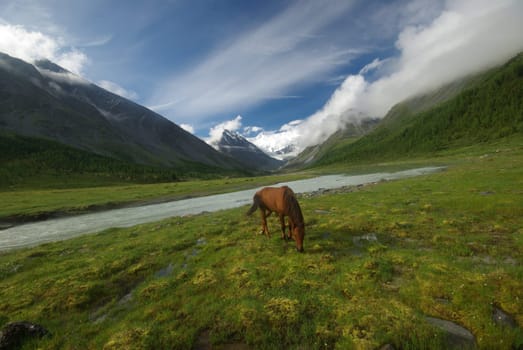 Horse among green grass in nature. Brown horse. Grazing horses in the village.