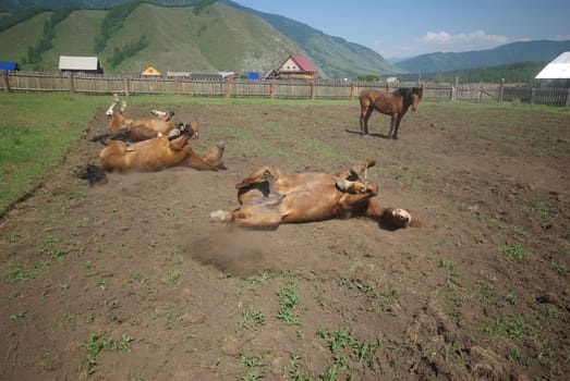 Horse among green grass in nature. Brown horse. Grazing horses in the village.