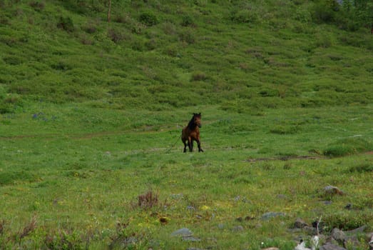 Horse among green grass in nature. Brown horse. Grazing horses in the village.
