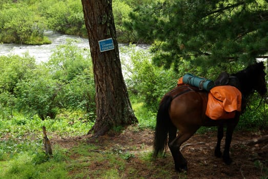 Horse among green grass in nature. Brown horse. Grazing horses in the village.