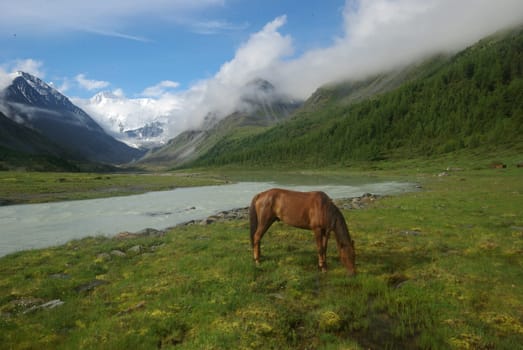 Horse among green grass in nature. Brown horse. Grazing horses in the village.