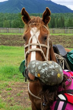 Orlov village, Altai, Russia - June 29, 2016: People with horses Horses walk and graze