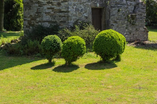 Small trees of life or thuja cut into shape on a meadow..