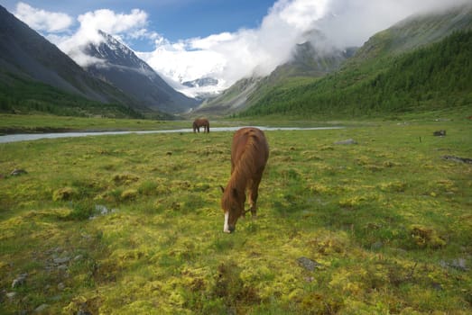Horse among green grass in nature. Brown horse. Grazing horses in the village.