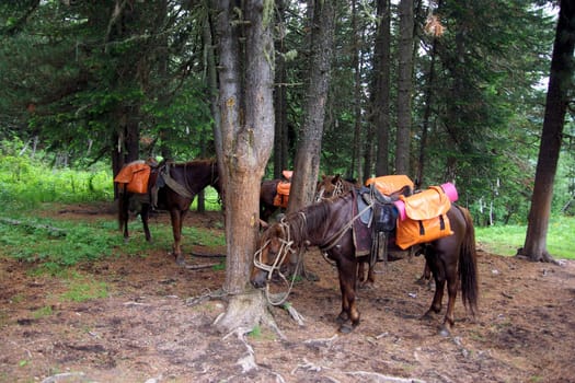 Horse among green grass in nature. Brown horse. Grazing horses in the village.