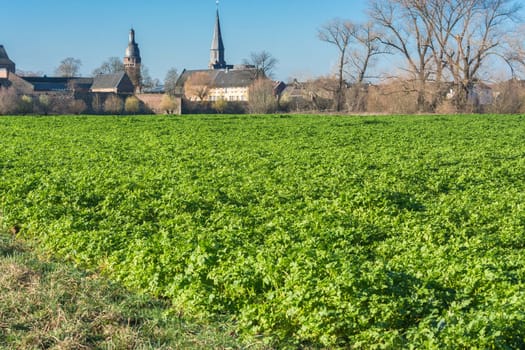 An Agra field in winter. Planted with winter vegetables..