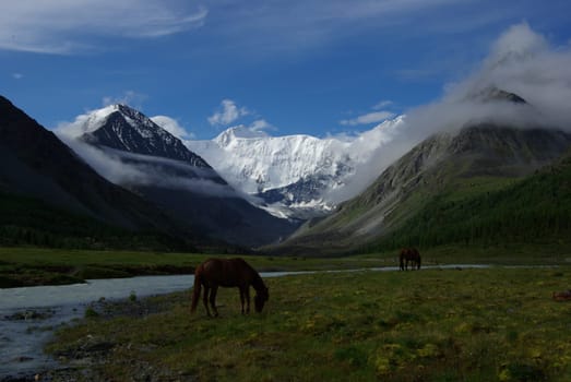 Horse among green grass in nature. Brown horse. Grazing horses in the village.