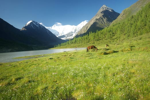 Horse among green grass in nature. Brown horse. Grazing horses in the village.