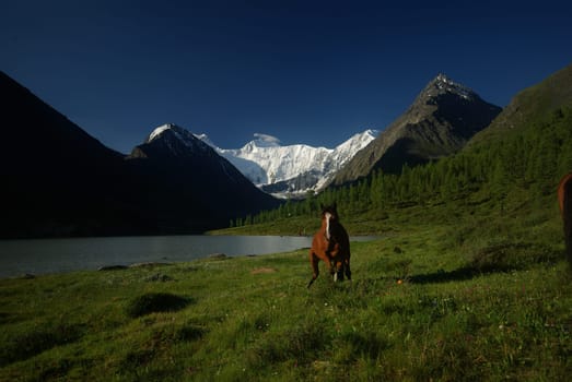 Horse among green grass in nature. Brown horse. Grazing horses in the village.