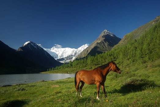Horse among green grass in nature. Brown horse. Grazing horses in the village.