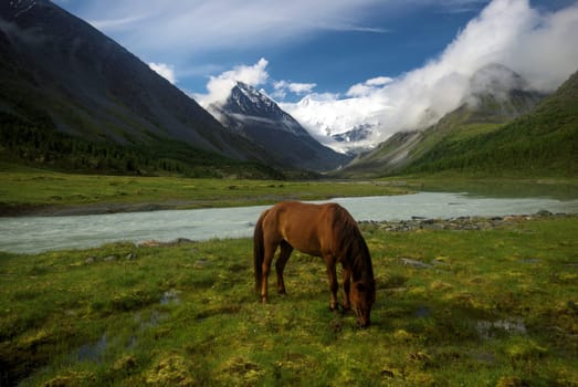Horse among green grass in nature. Brown horse. Grazing horses in the village.