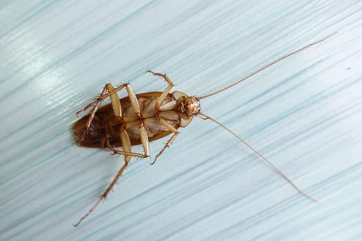 Dead cockroach on the floor after being hit by pesticides
