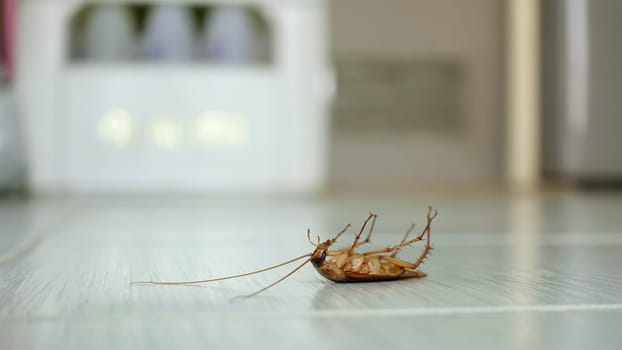 Dead cockroach on the floor after being hit by pesticides
