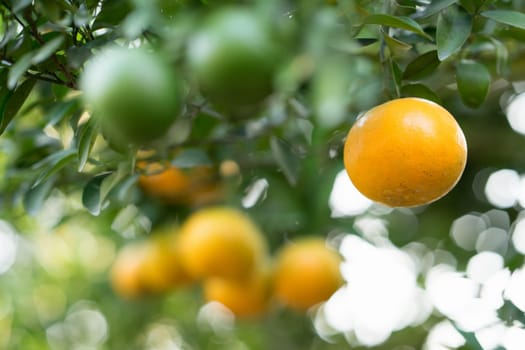 fresh orange fruit hanging on orange tree