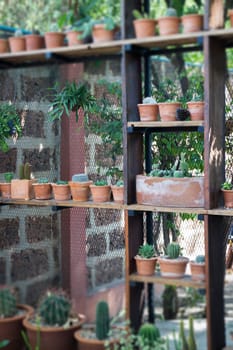 Vertical garden cactus plant pot in summer, stock photo