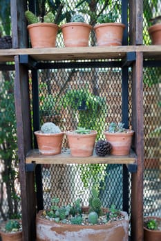 Vertical garden cactus plant pot in summer, stock photo