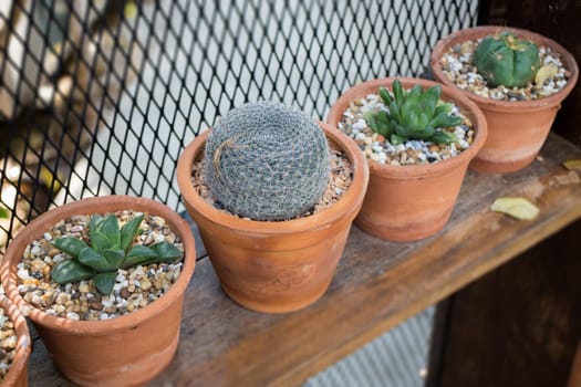 Vertical garden cactus plant pot in summer, stock photo