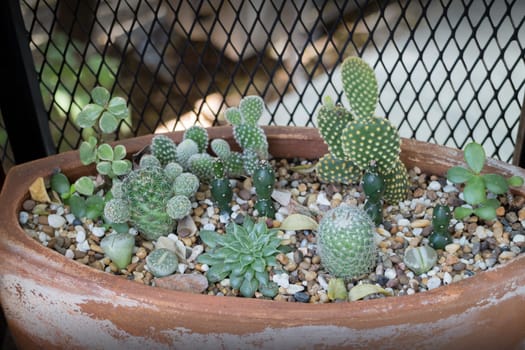 Vertical garden cactus plant pot in summer, stock photo