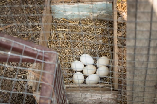 Chicken Eggs in A Nest, stock photo