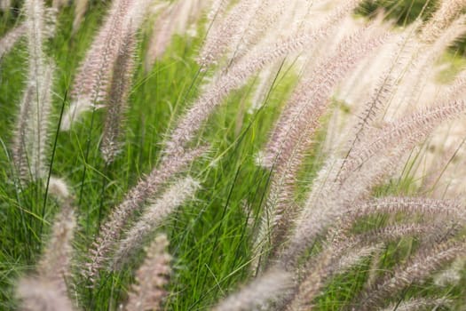 Beautiful Day Of Grass Flower Field, stock photo