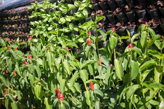 Vertical Garden Of Green Vegetable Wall, stock photo