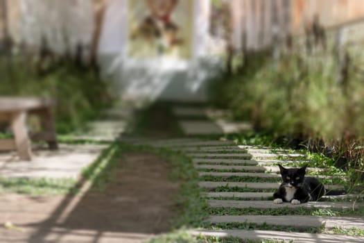 Cute black and white cat relax in the garden, stock photo