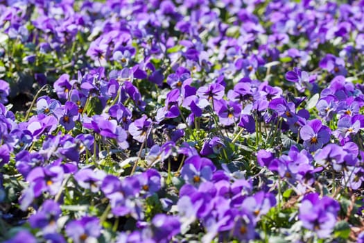 A sea of flowers - purple pansies.