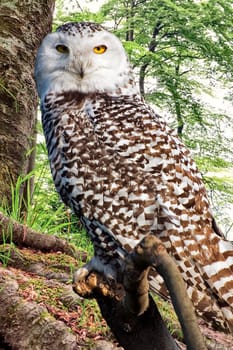 Snow owl on tree trunk