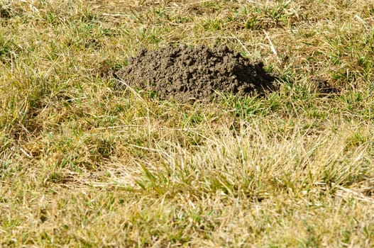 Molehill and grass in garden